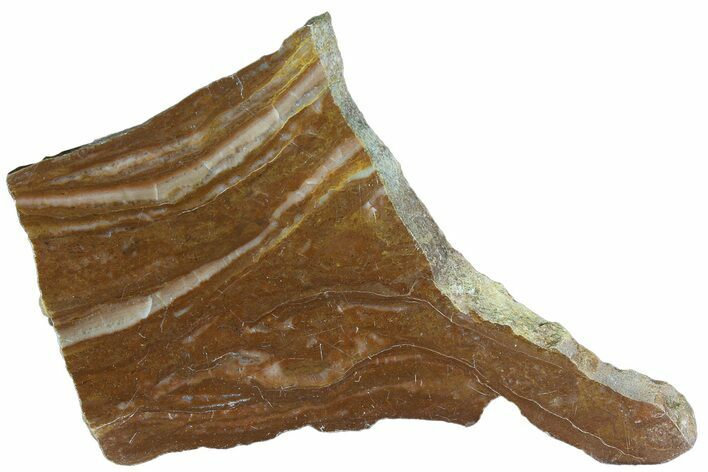 Polished Stromatolite (Gongylina) Slab - Billion Years #180071